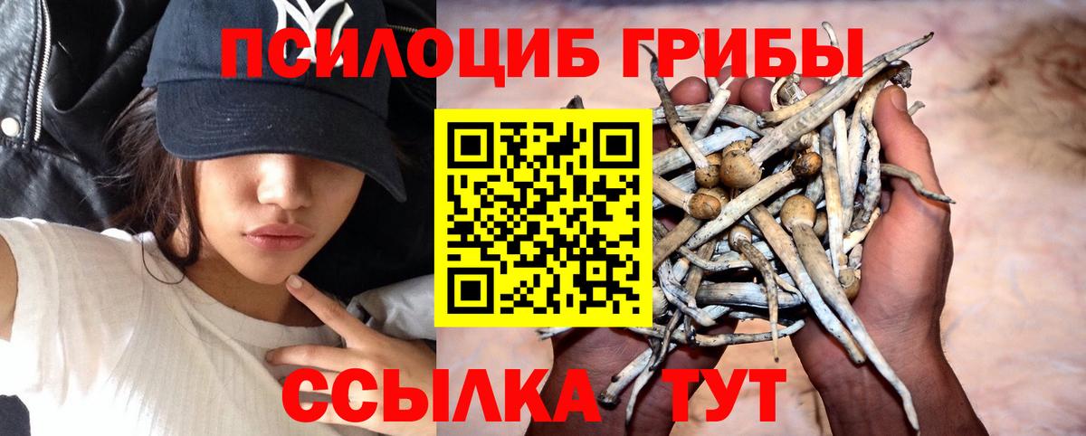 Кимры  Псилоцибиновые грибы мицелий  Вход с VPN 
